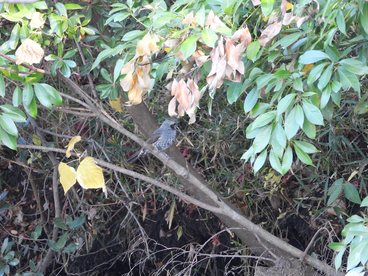 Brown-eared Bulbul - ML646771395