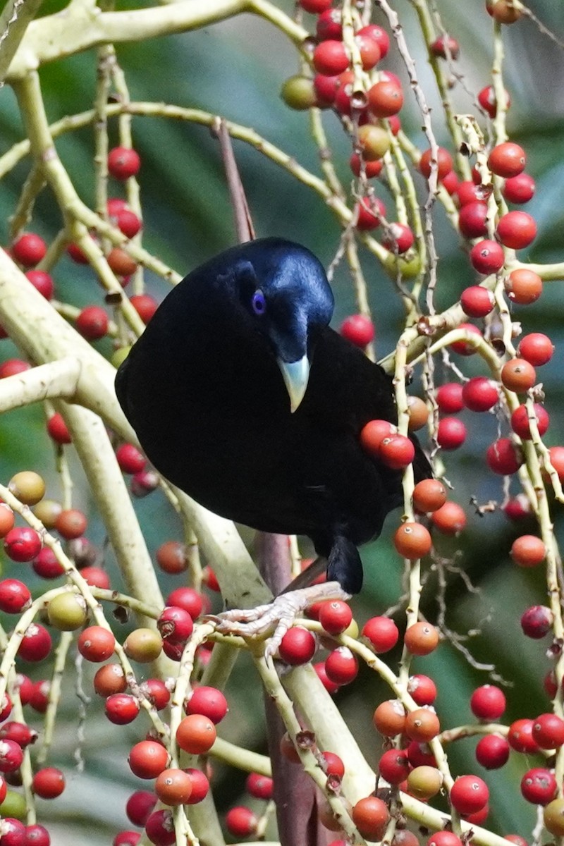 Satin Bowerbird - ML646771398