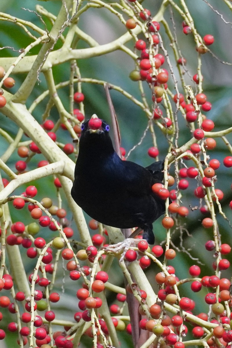 Satin Bowerbird - ML646771399