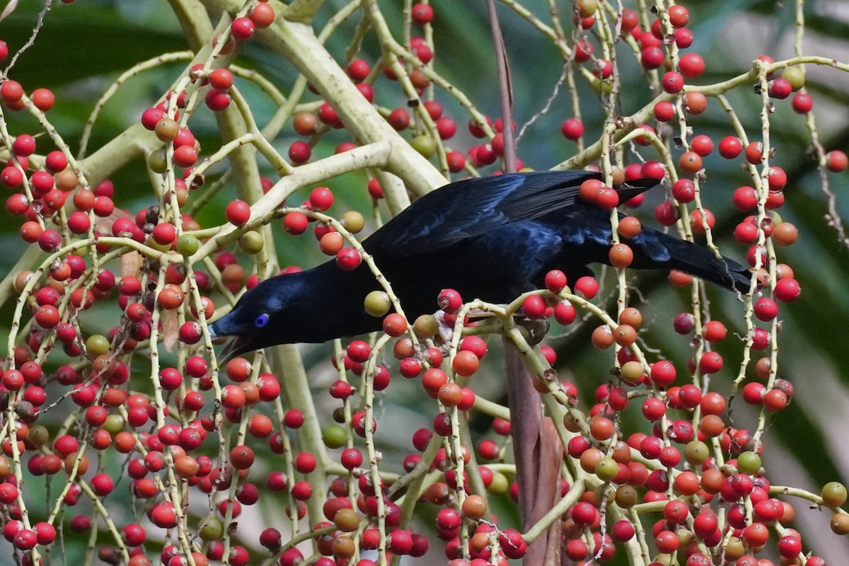 Satin Bowerbird - ML646771401