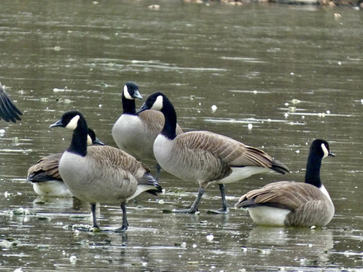 Canada Goose - ML646771402