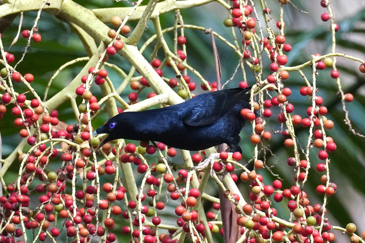 Satin Bowerbird - ML646771403
