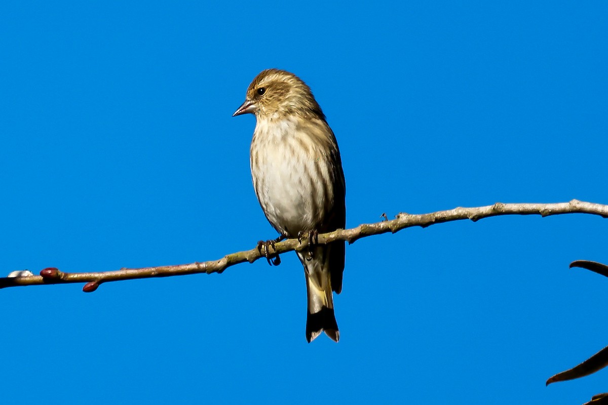 Сосновый чиж - ML646771406