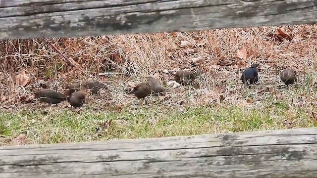 Коровий трупиал, буроголовый желтушник - ML646771409