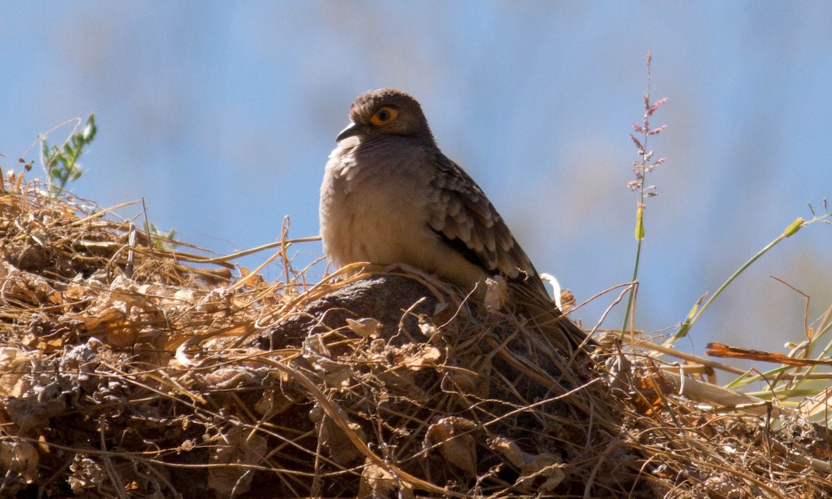 Bare-faced Ground Dove - ML64677141