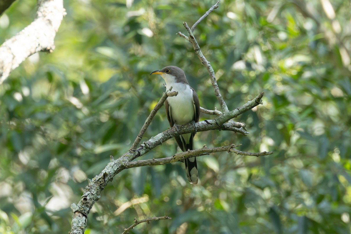 Coulicou à bec jaune - ML646771412