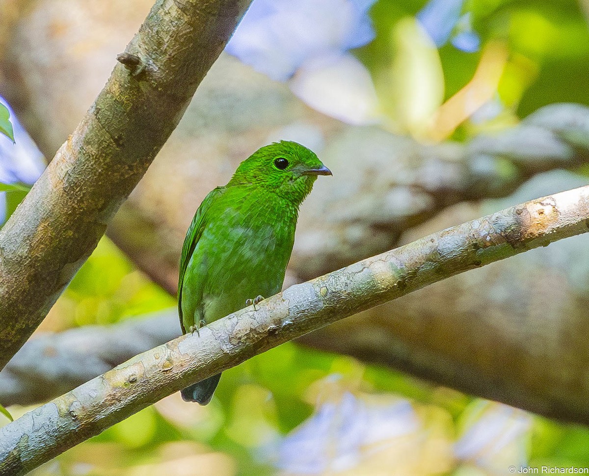 grønnbrednebb - ML646771414