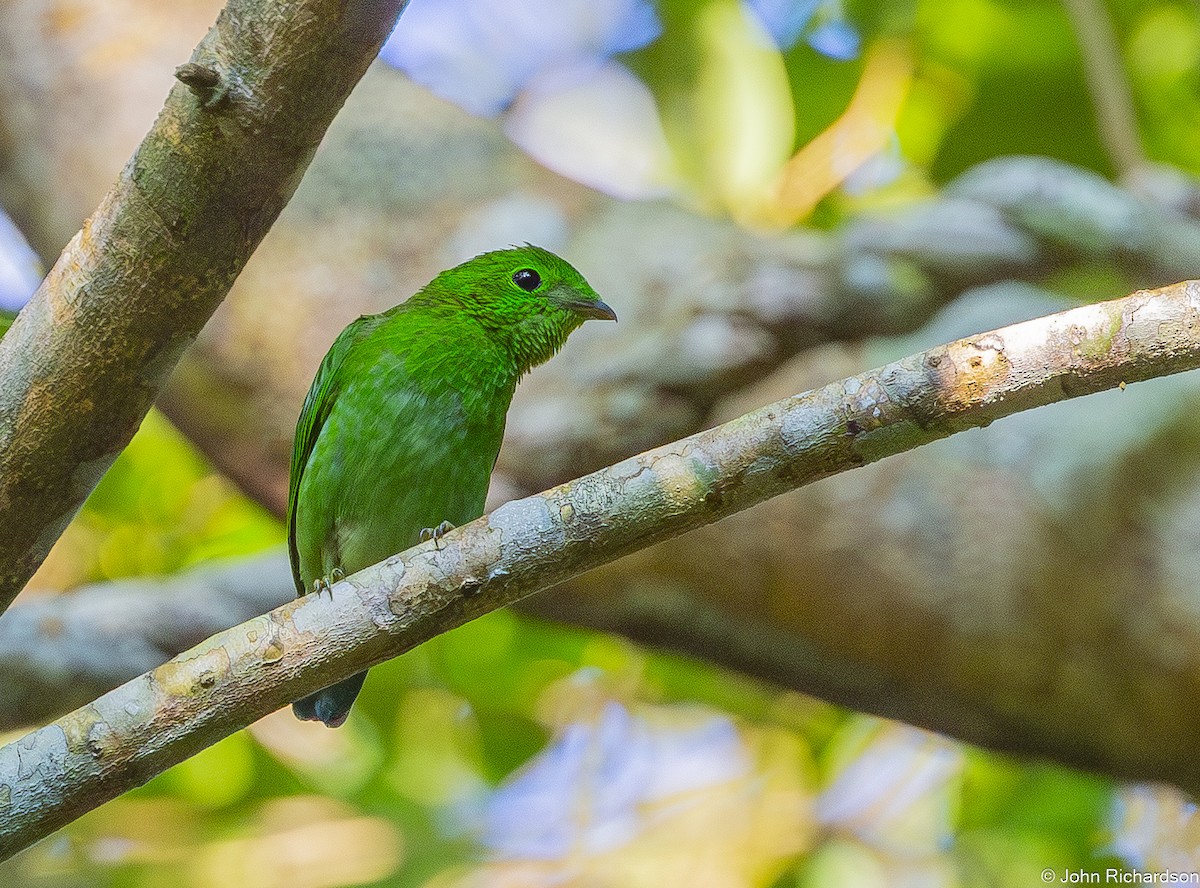 grønnbrednebb - ML646771415