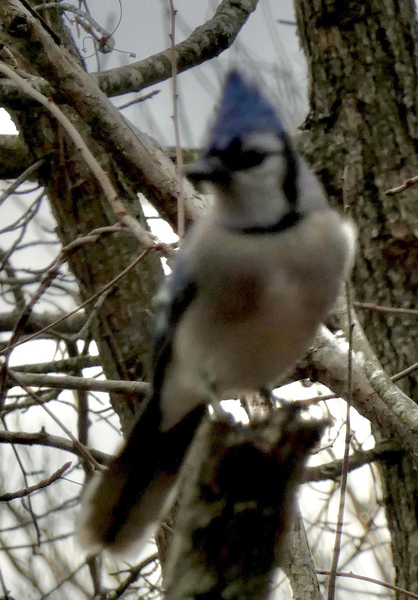 Blue Jay - ML646771416
