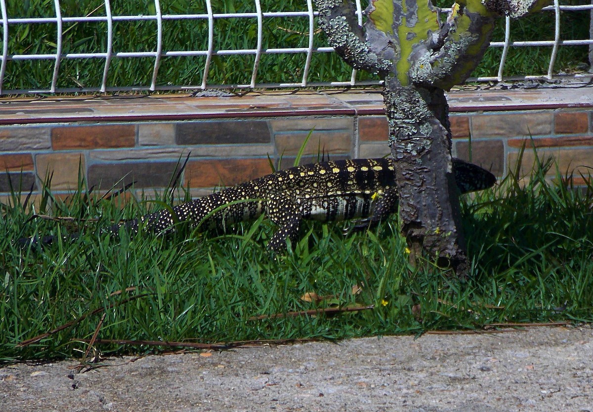 Argentine Black-and-white Tegu - ML646771418