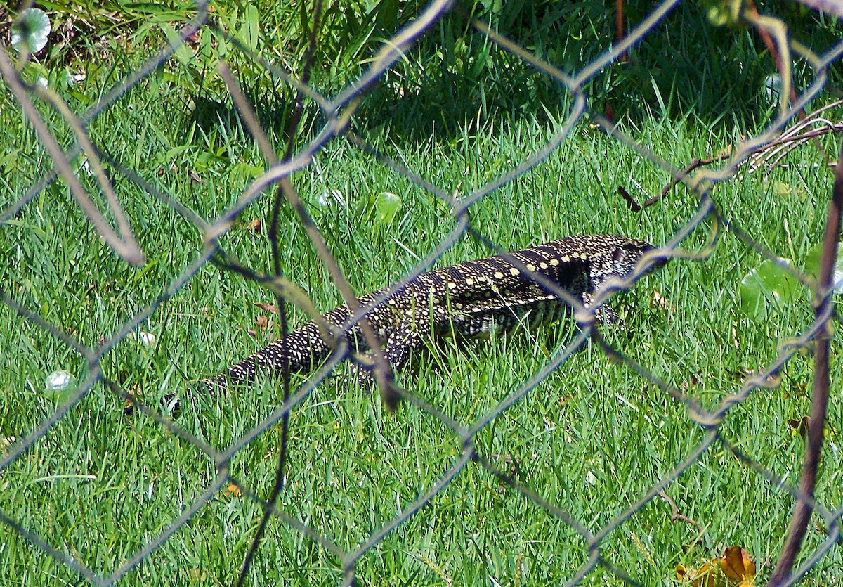 Argentine Black-and-white Tegu - ML646771419