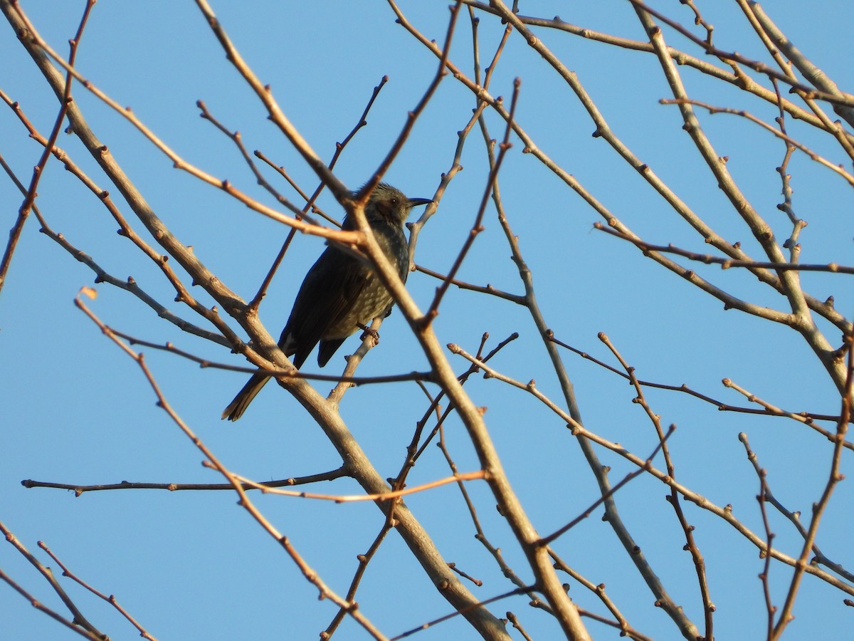 Brown-eared Bulbul - ML646771420