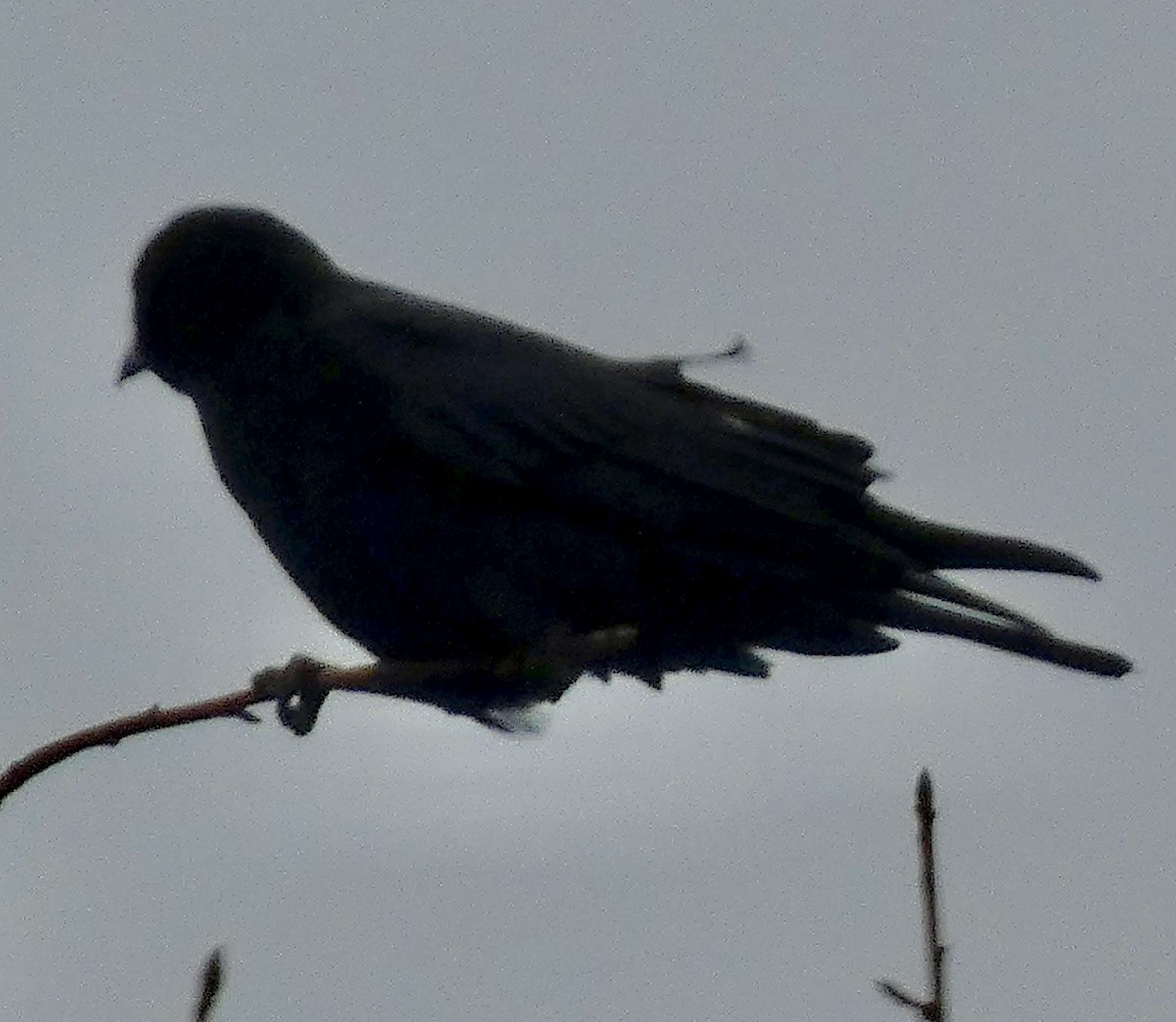 American Crow - ML646771421