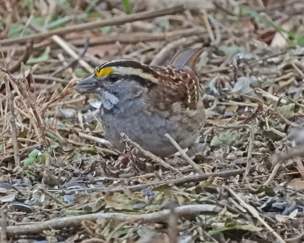 White-throated Sparrow - ML646771423