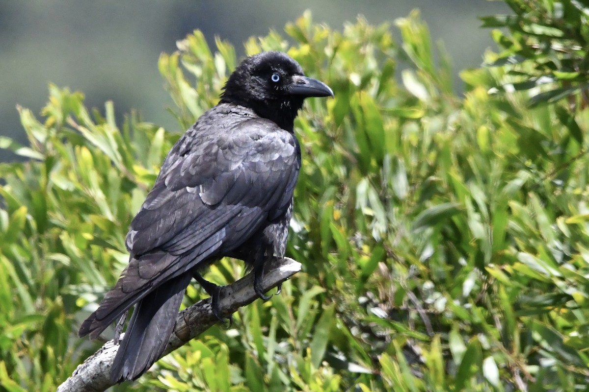 Torresian Crow - ML646771424