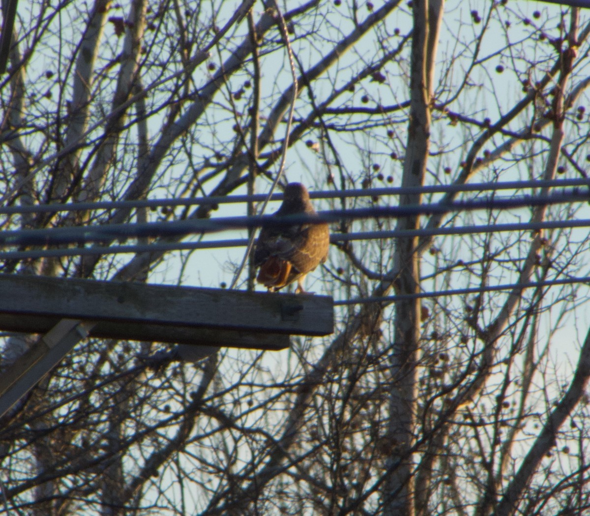 Red-tailed Hawk - ML646771425