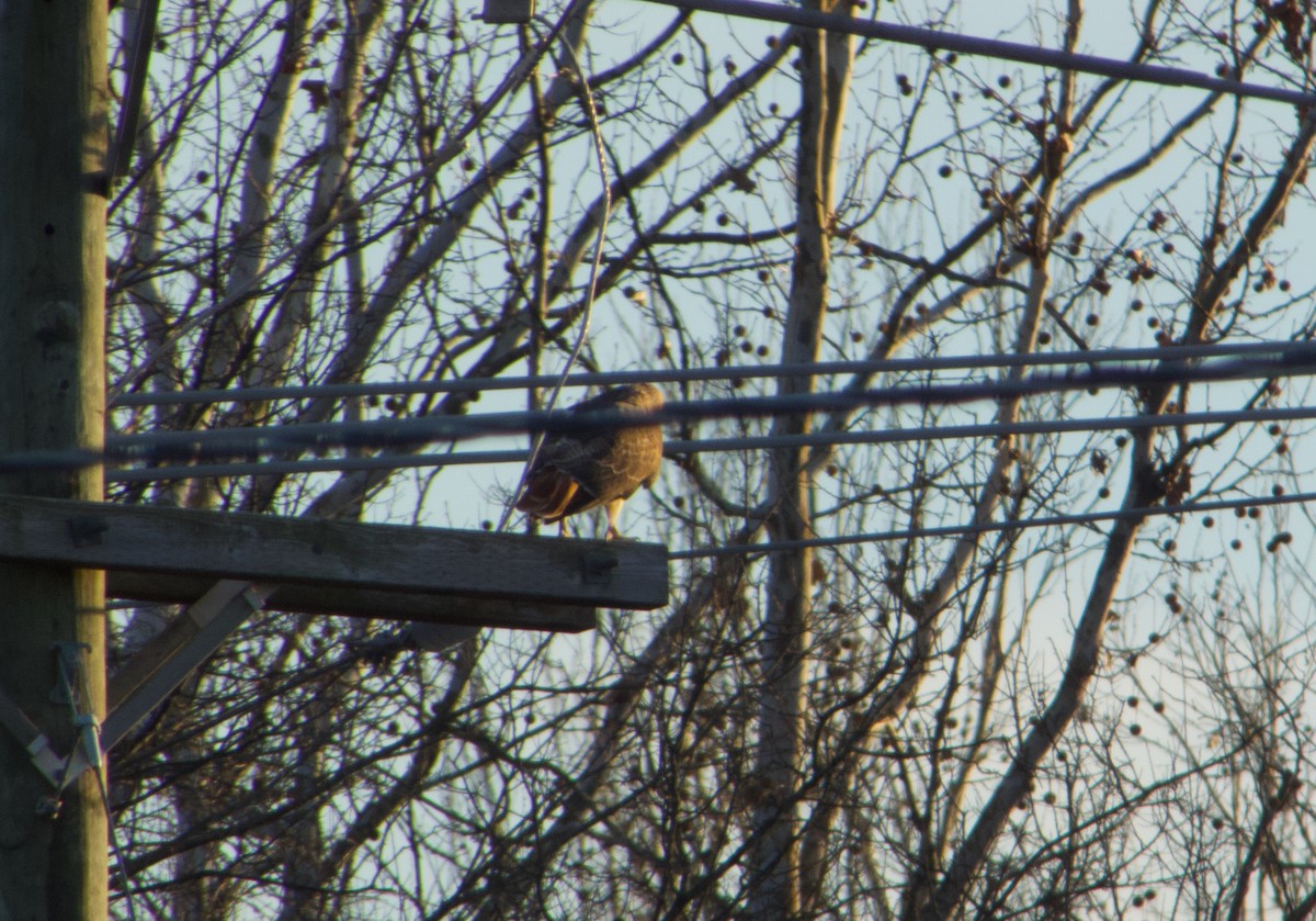 Red-tailed Hawk - ML646771426