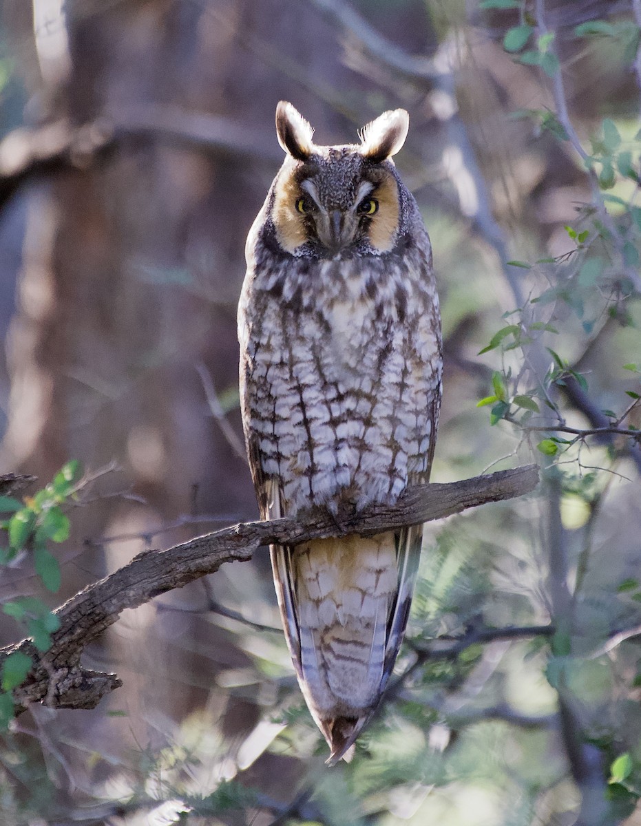 hornugle - ML646771427