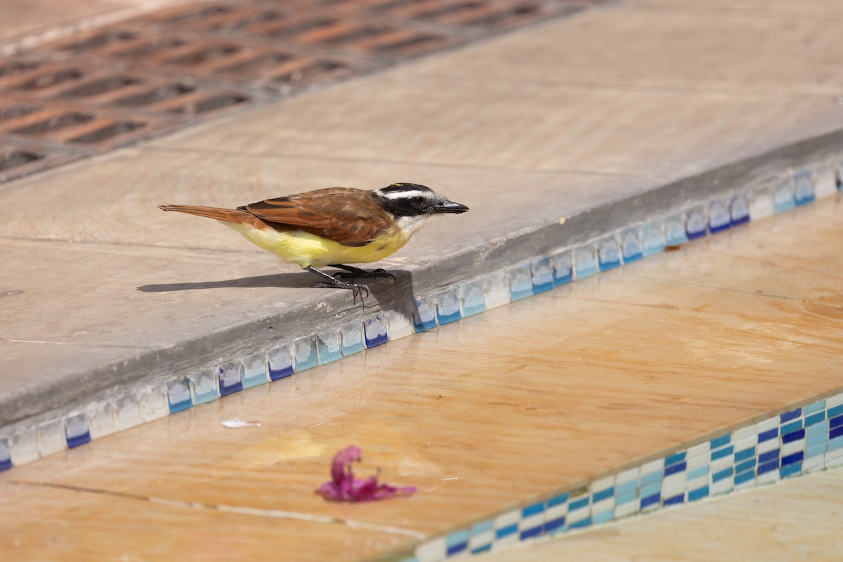 Пітанга велика - ML646771428