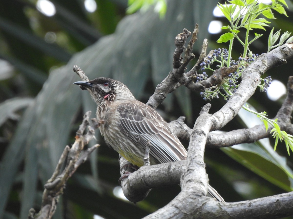 Медолюб-сережник середній - ML646771430