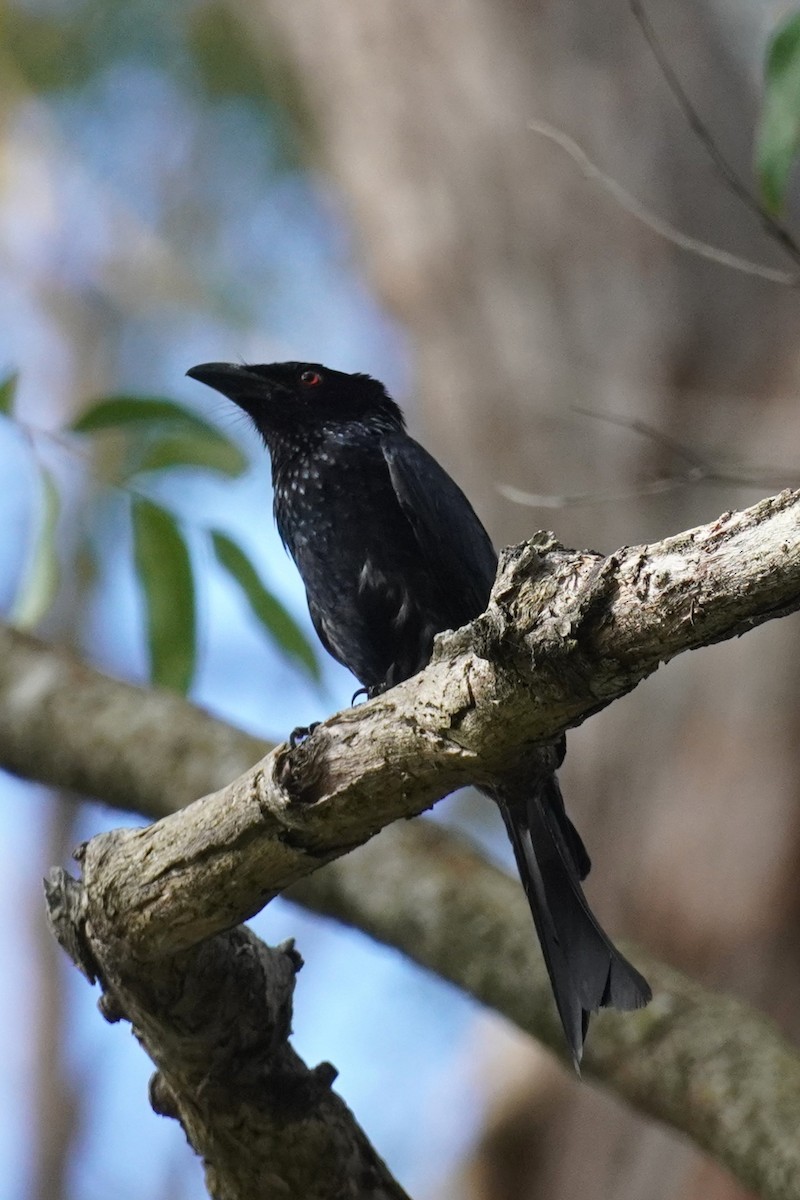 Spangled Drongo - ML646771431
