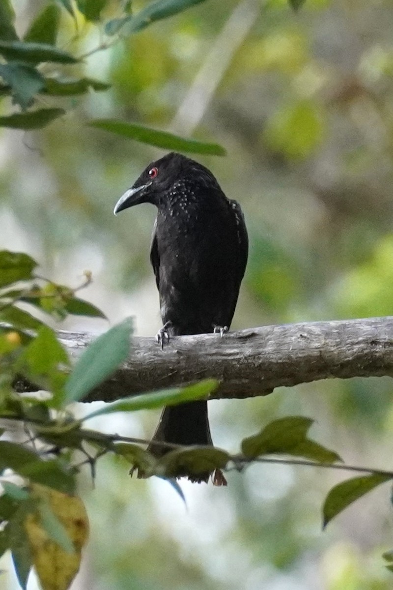 Spangled Drongo - ML646771432