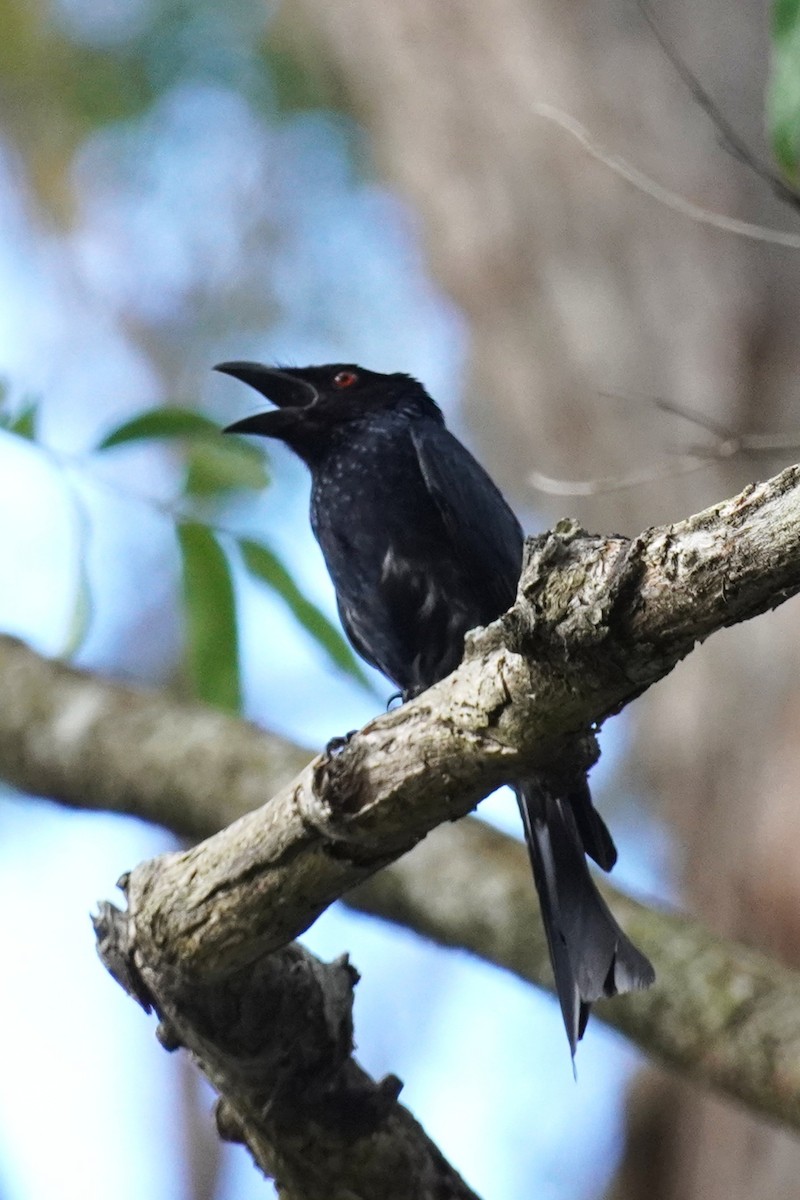 Spangled Drongo - ML646771433