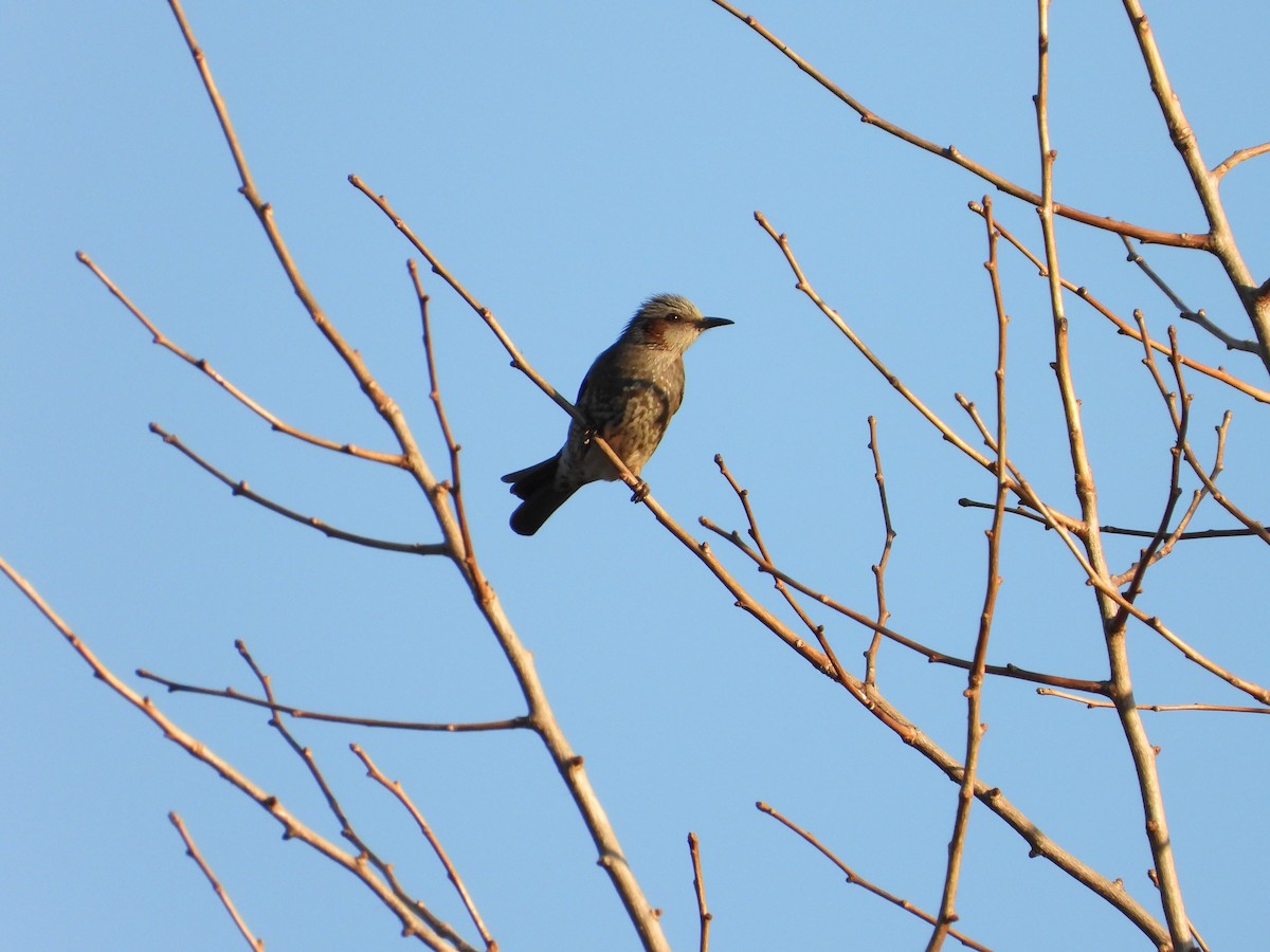 Brown-eared Bulbul - ML646771434