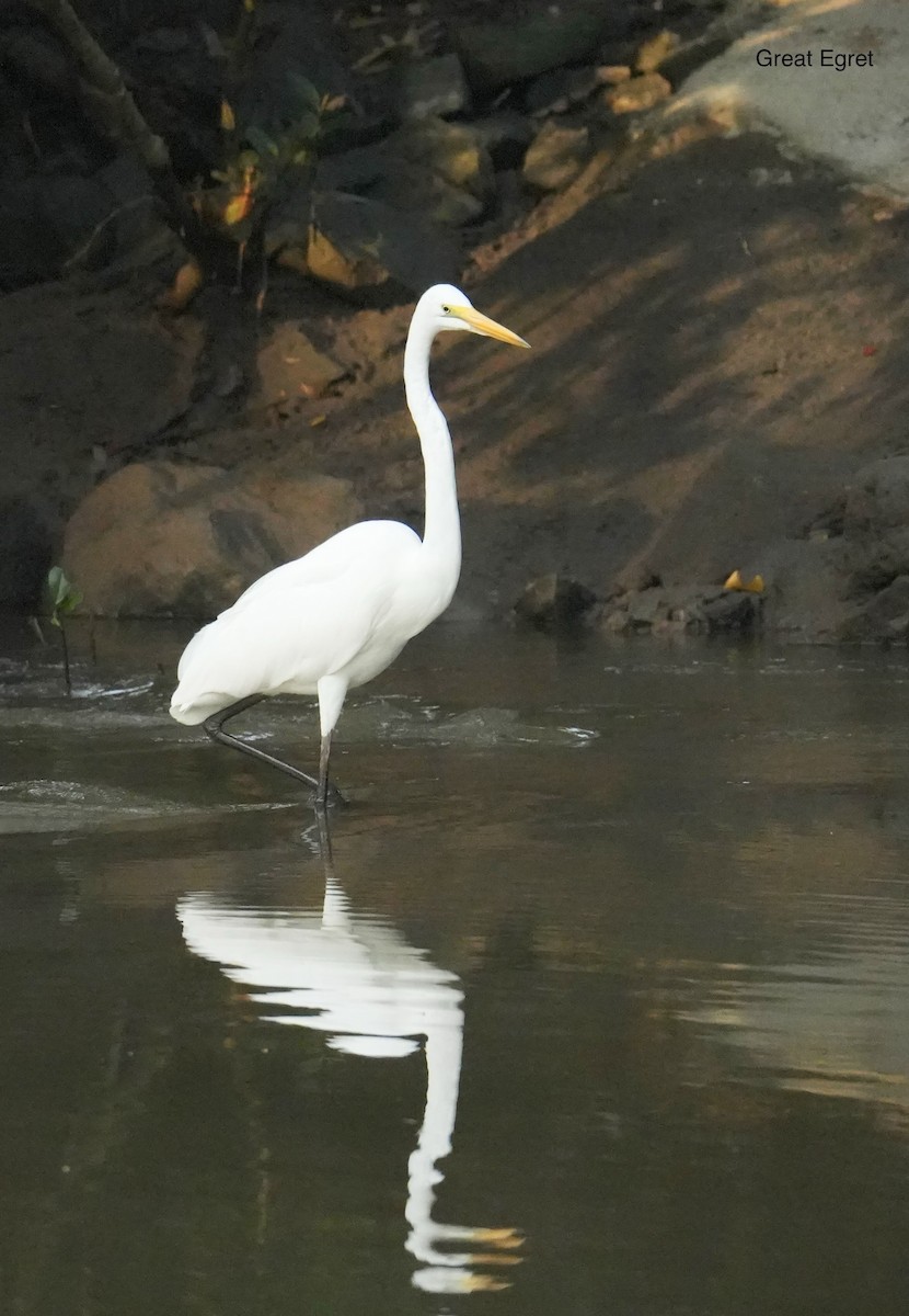 Great Egret - ML646771435