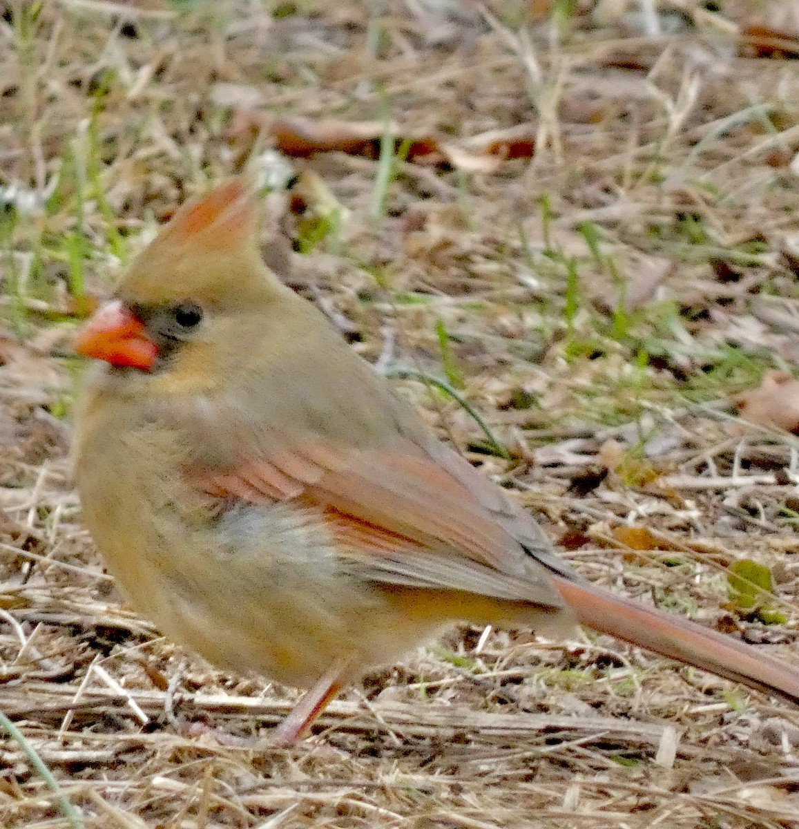 Northern Cardinal - ML646771442