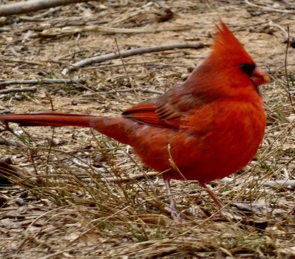 Northern Cardinal - ML646771443
