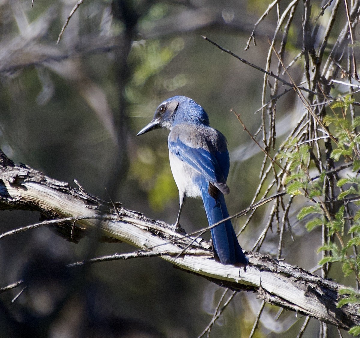 einerskrike - ML646771444