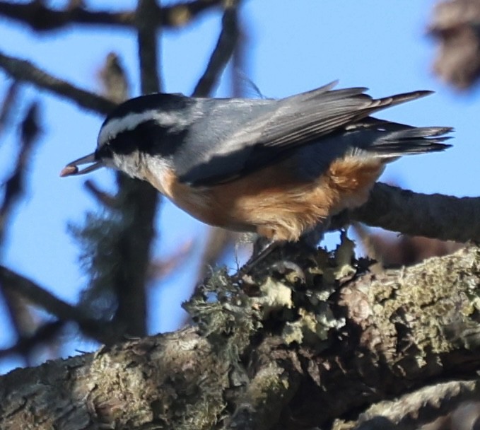 Trepador Canadiense - ML646771445