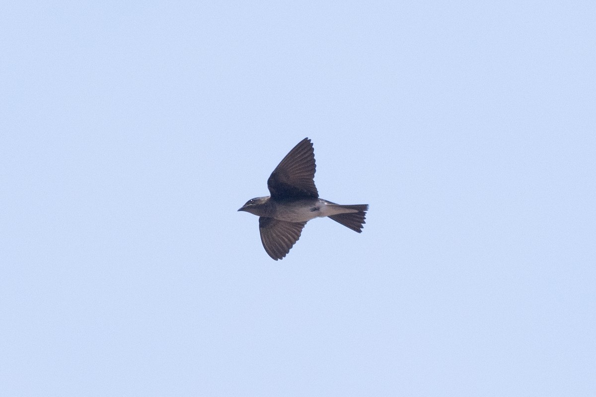 Щурик сірогорлий - ML646771447