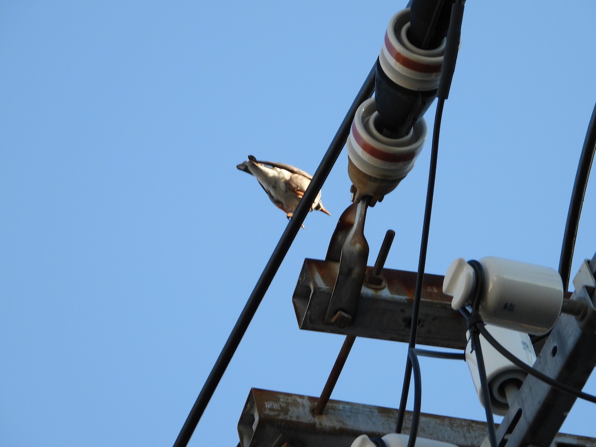 White-cheeked Starling - ML646771448