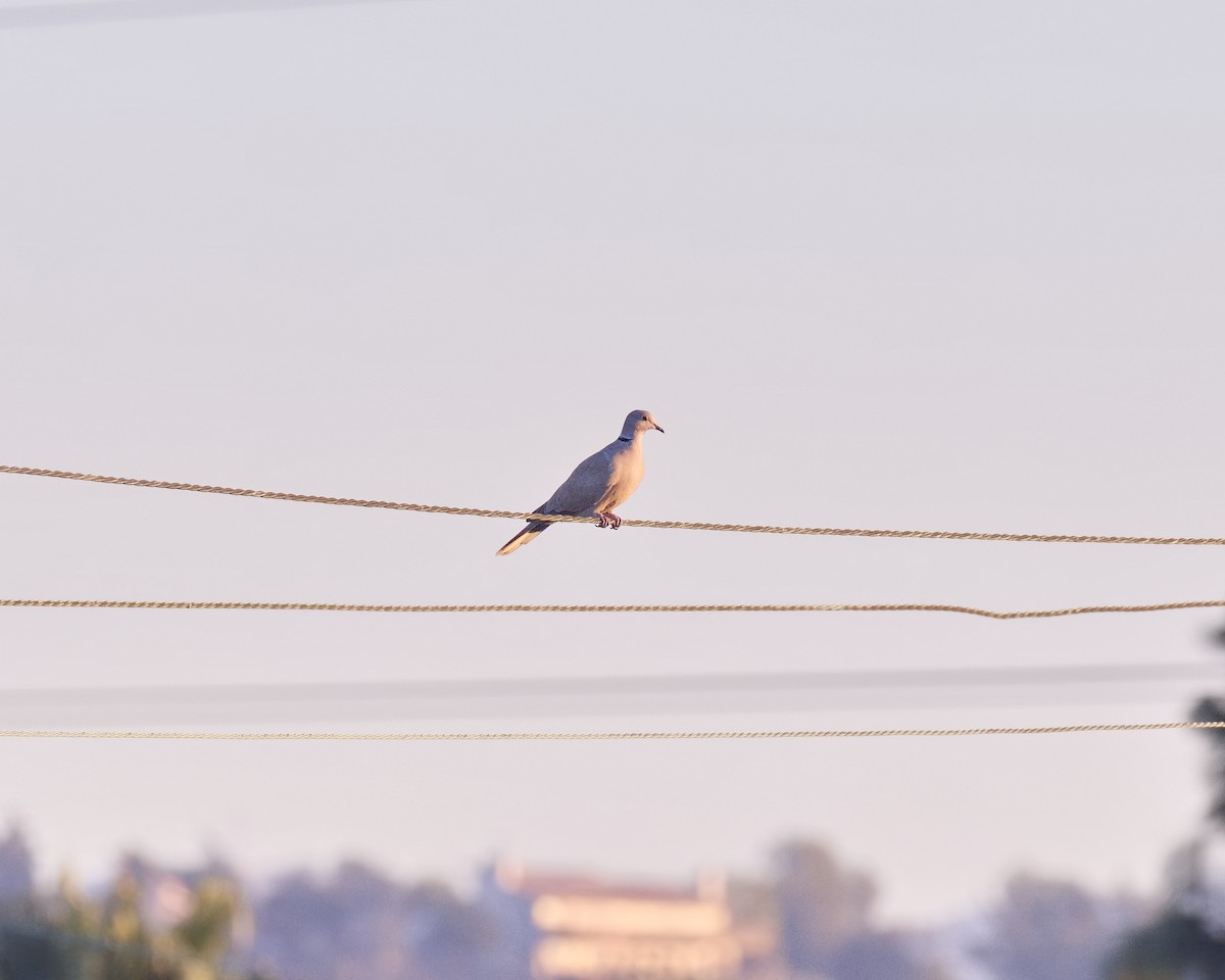 hrdlička zahradní - ML646771449