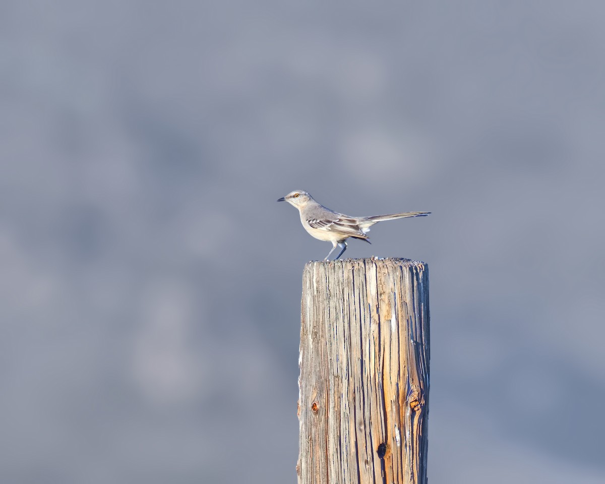 Northern Mockingbird - ML646771451