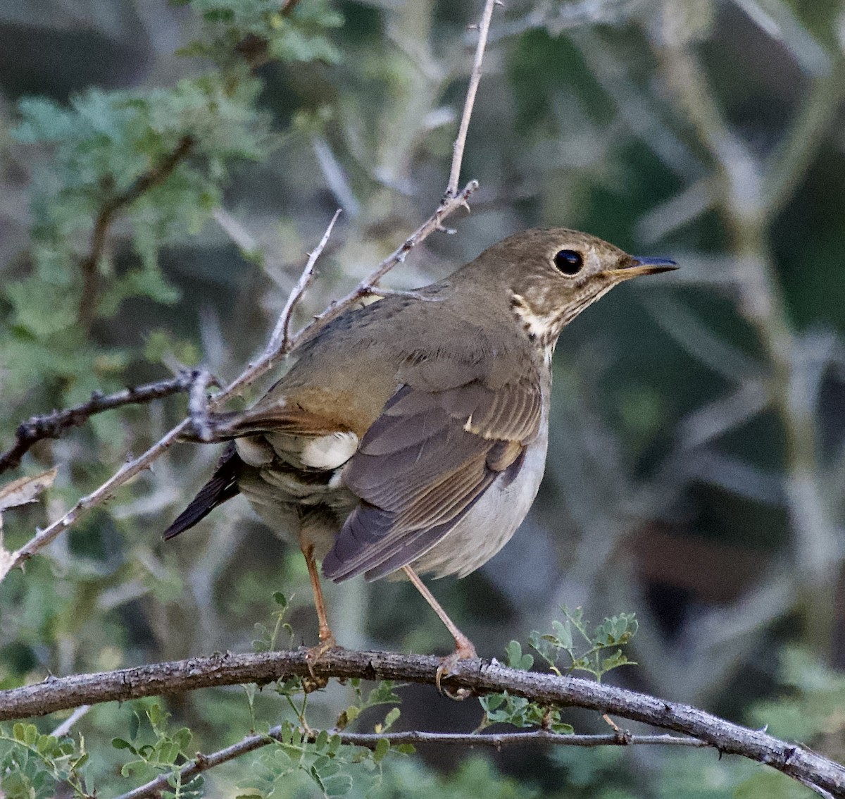 eremittskogtrost - ML646771452