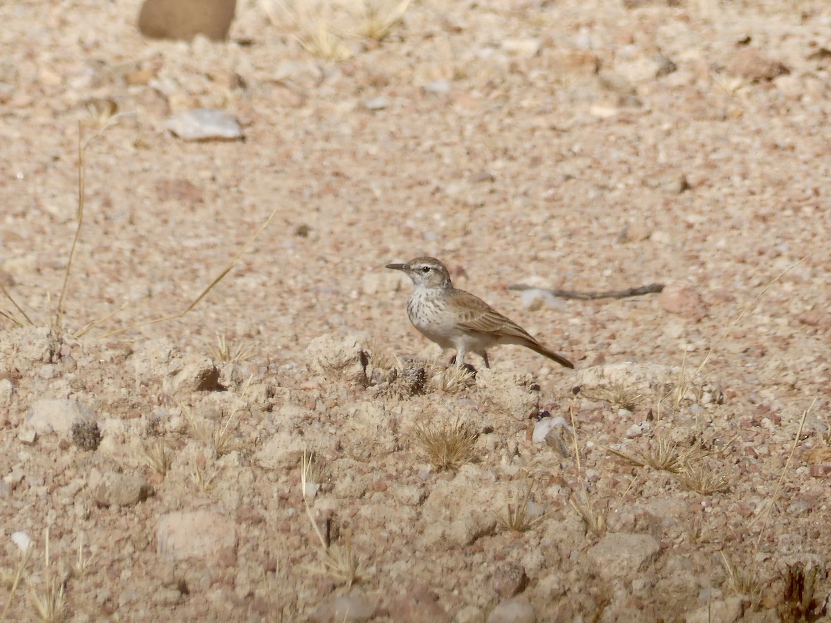 Karoo Long-billed Lark (Benguela) - ML646771455