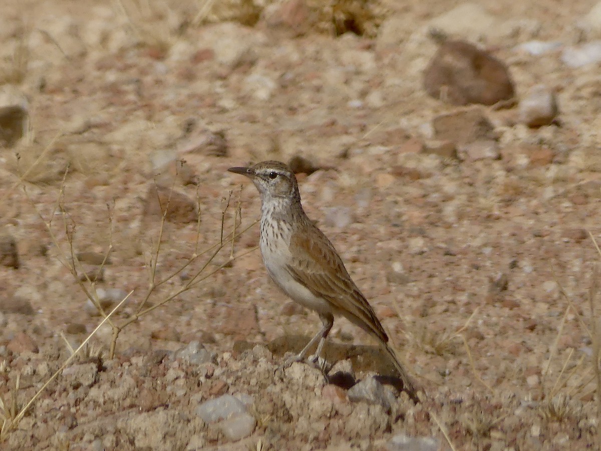 Karoo Long-billed Lark (Benguela) - ML646771456