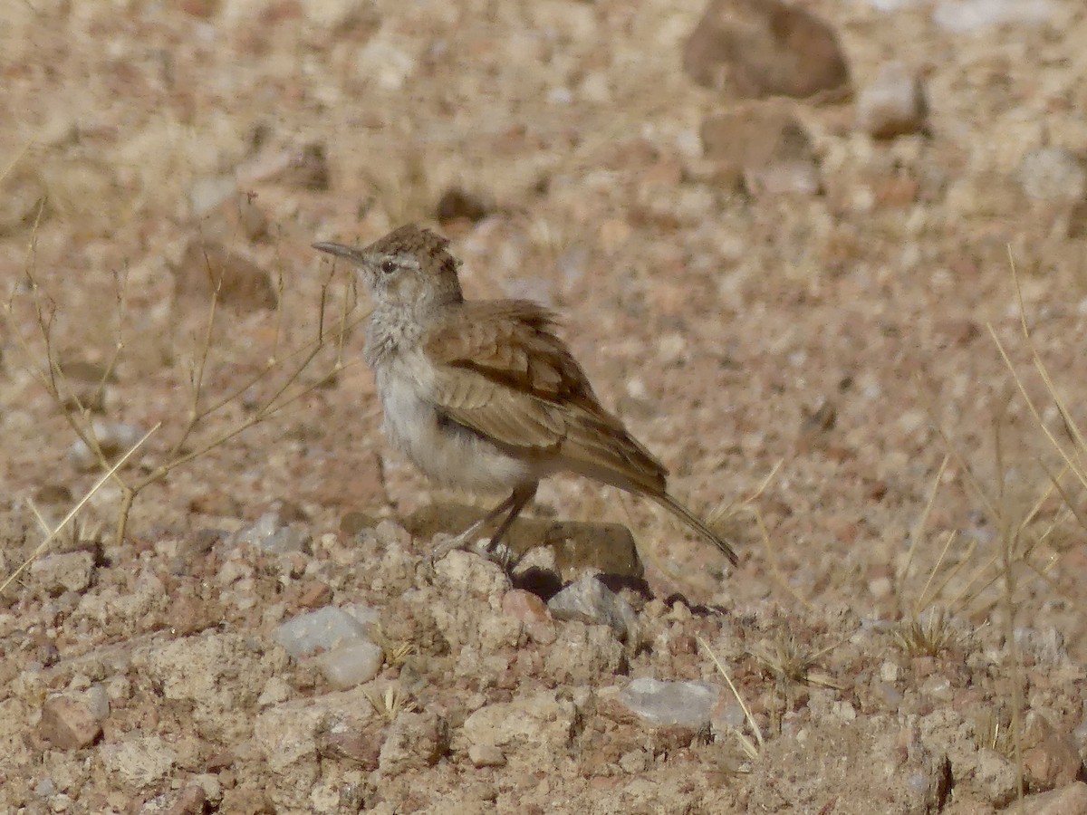 Karoo Long-billed Lark (Benguela) - ML646771457