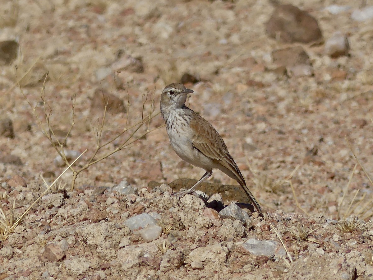 Karoo Long-billed Lark (Benguela) - ML646771458