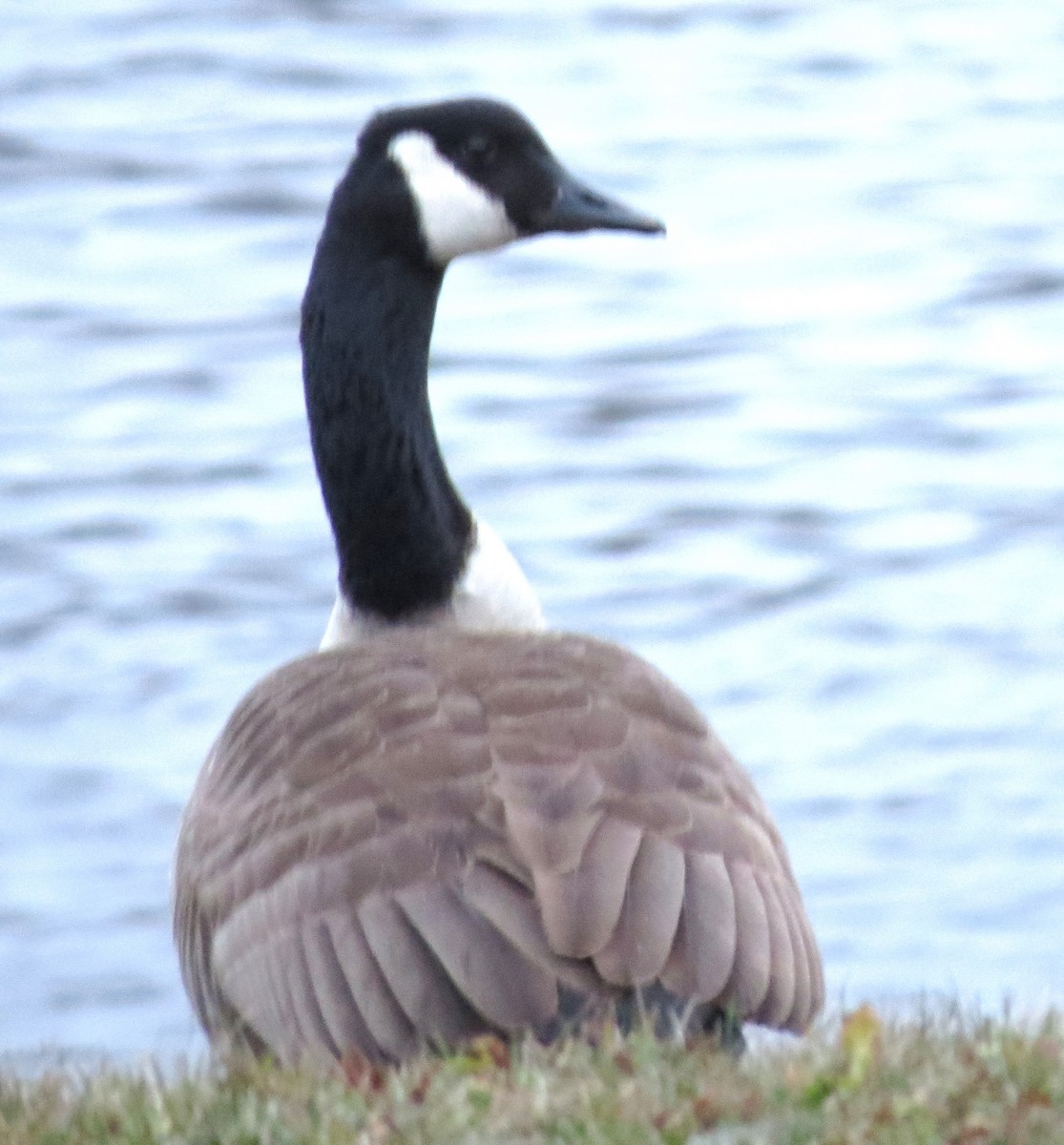 Oca canadese maggiore - ML646771459