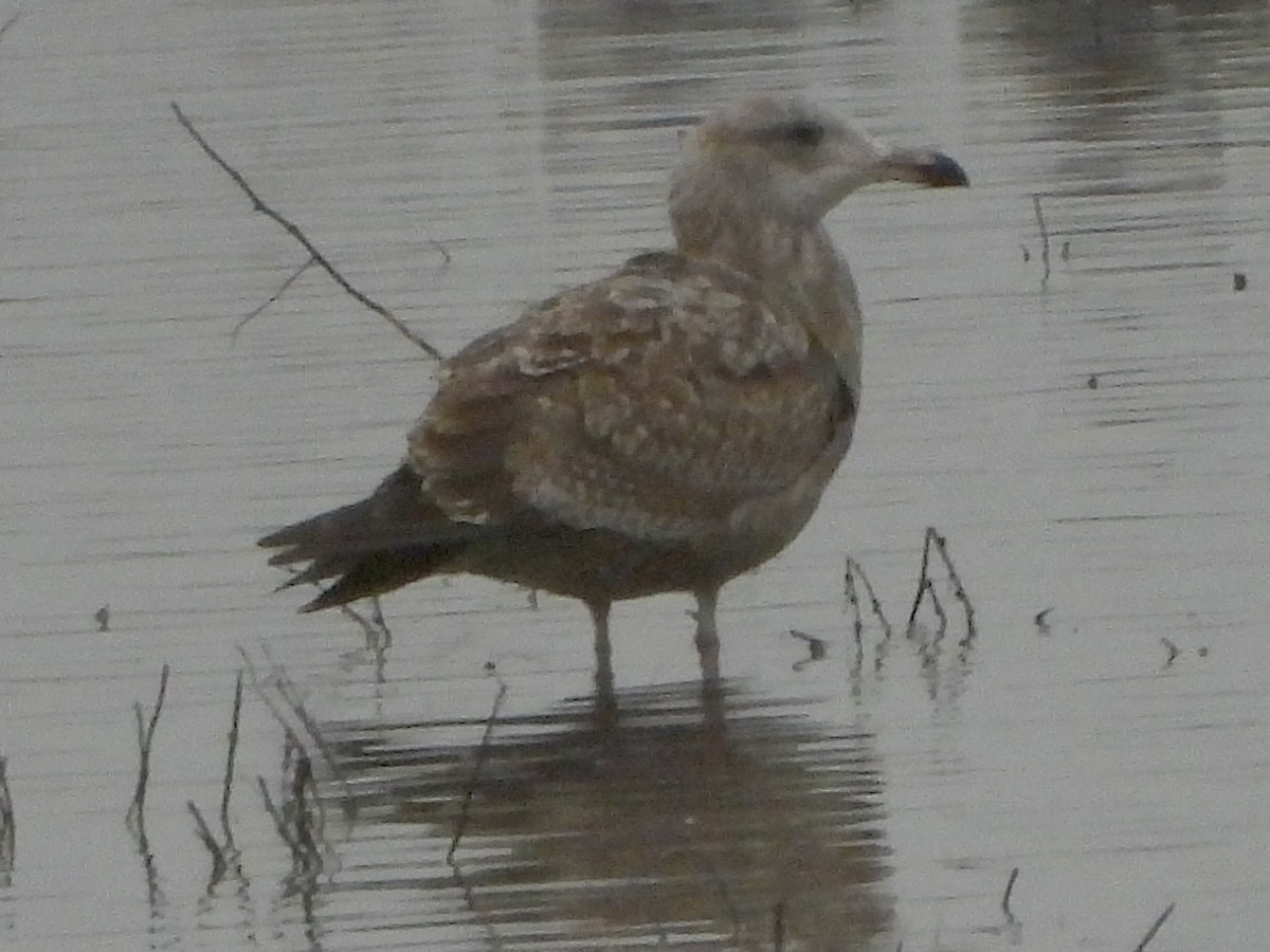 American Herring Gull - ML646771460