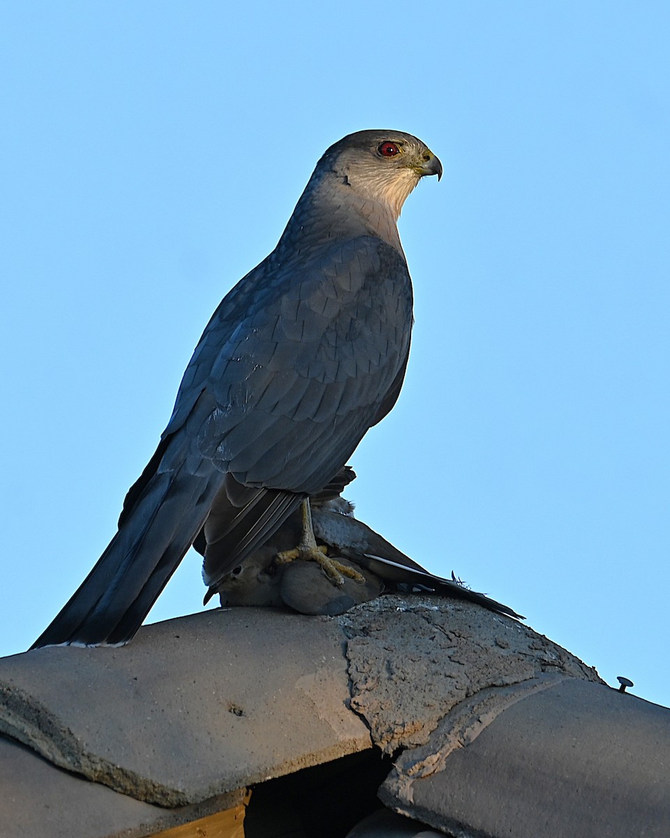 クーパーハイタカ - ML646771461