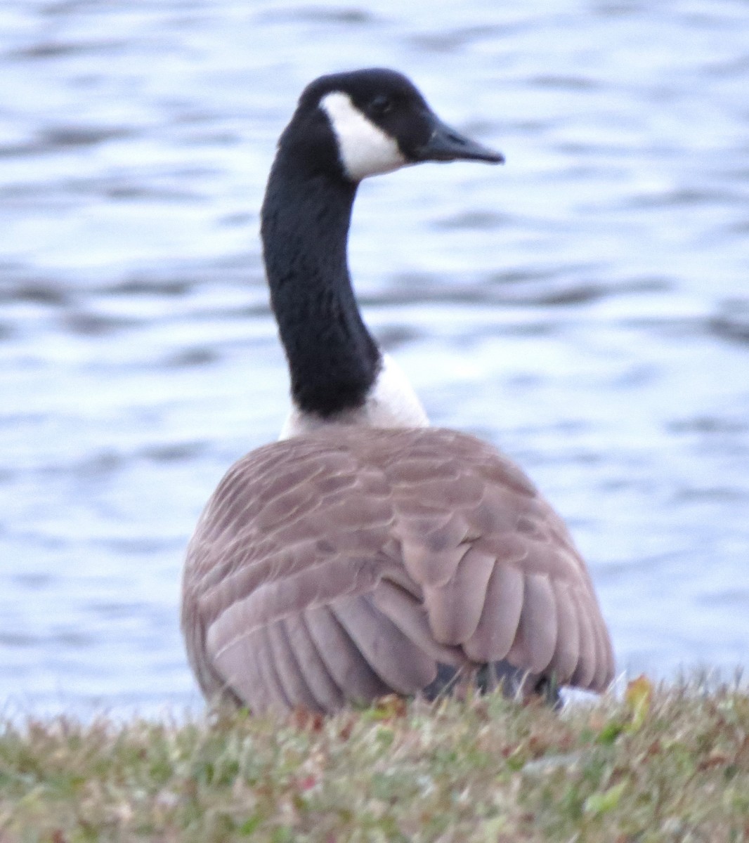 Oca canadese maggiore - ML646771462