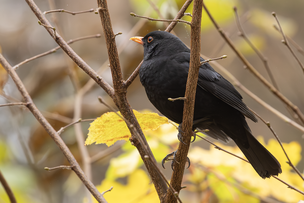 Чёрный дрозд - ML646771463