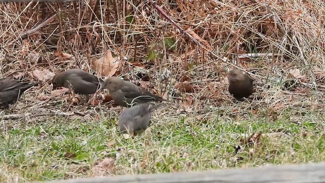 Коровий трупиал, буроголовый желтушник - ML646771464