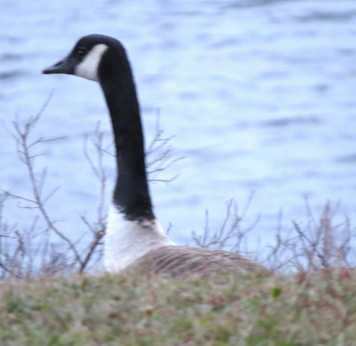 Oca canadese maggiore - ML646771465