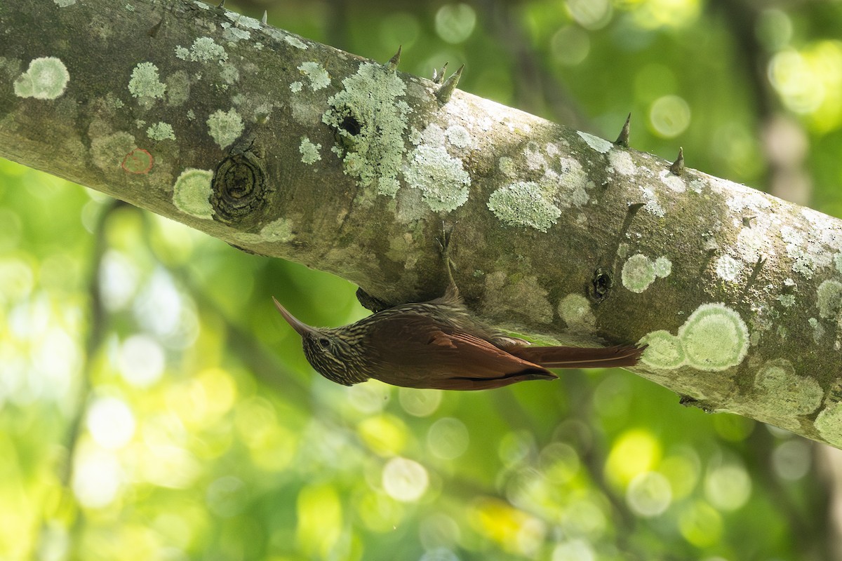 Дереволаз строкатоголовий - ML646771466